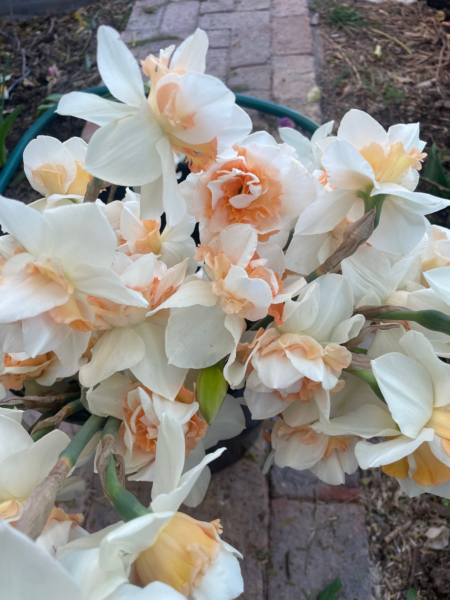 Spring Blooms by the Bunch Subscription