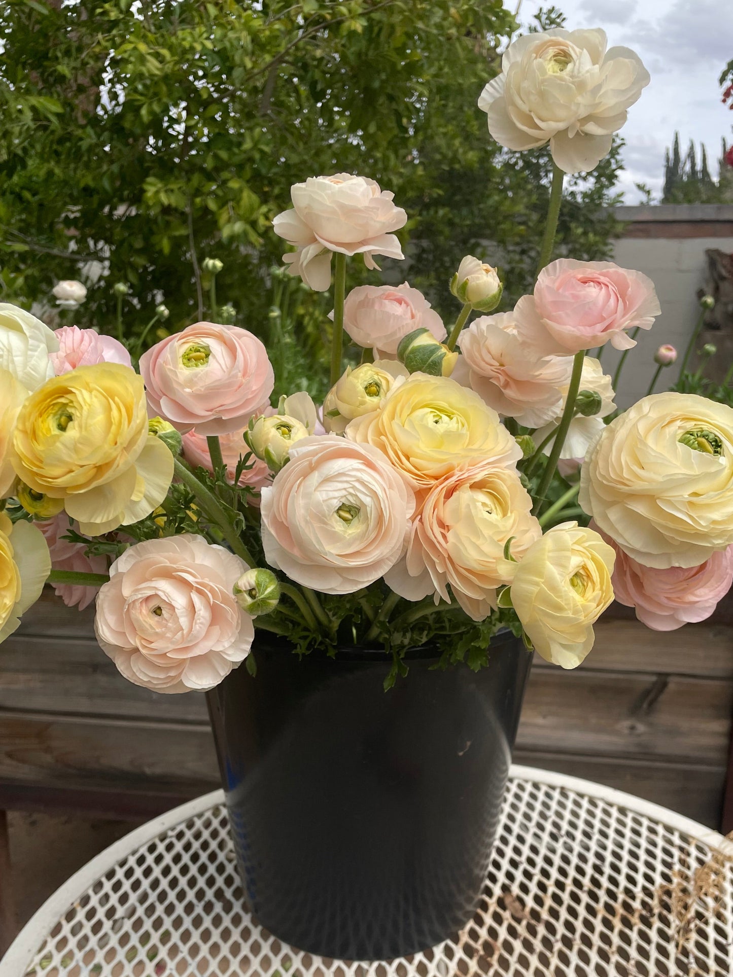 Pastel ranunculus fresh cut