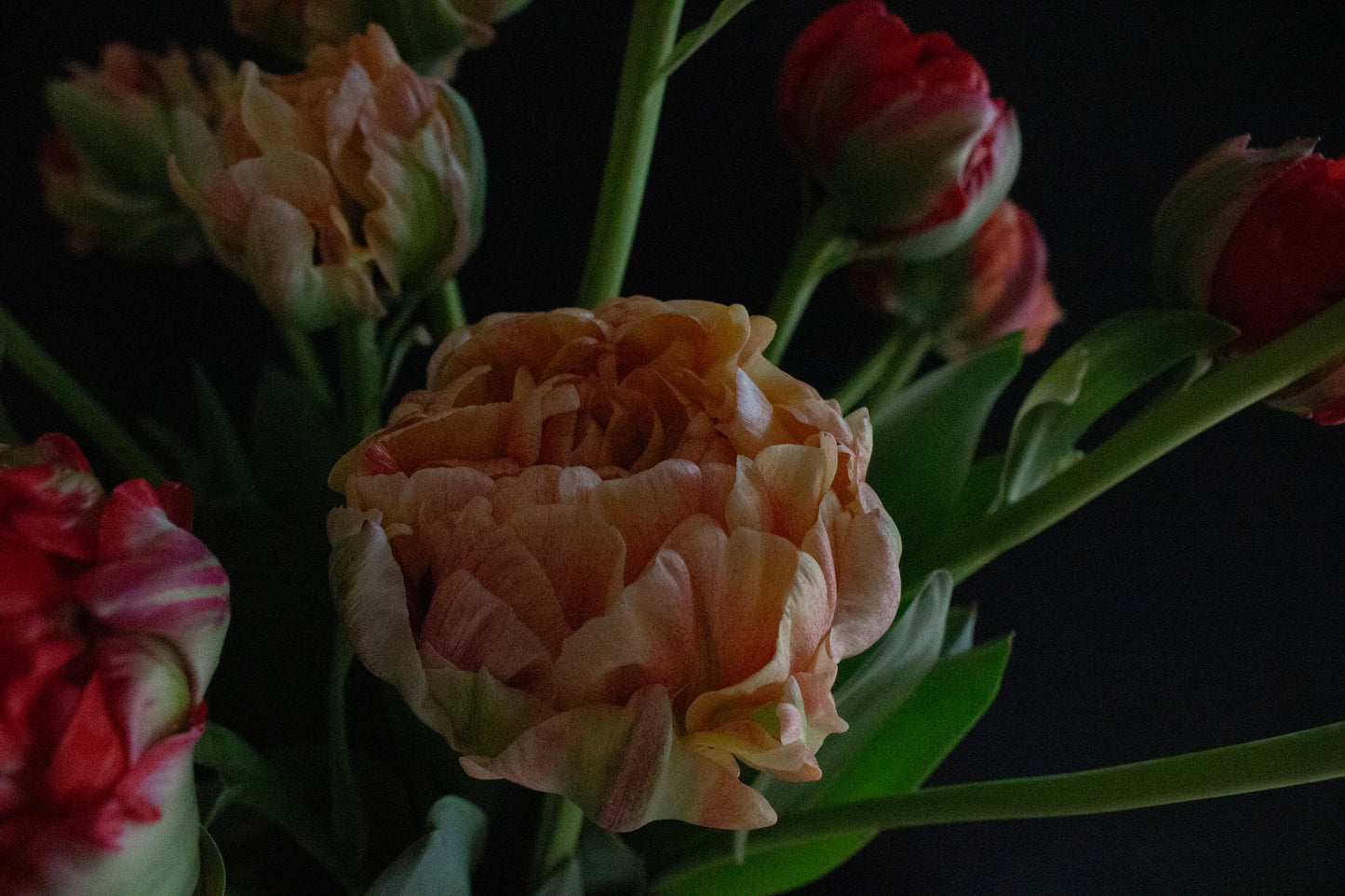 Tulips by the Bunch - long stem