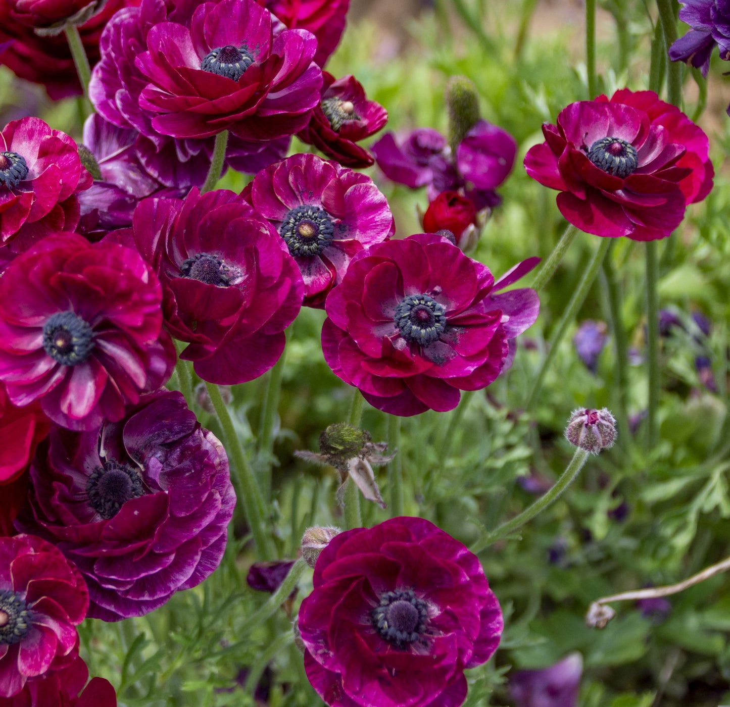 Ranunculus Tecolote Pastel