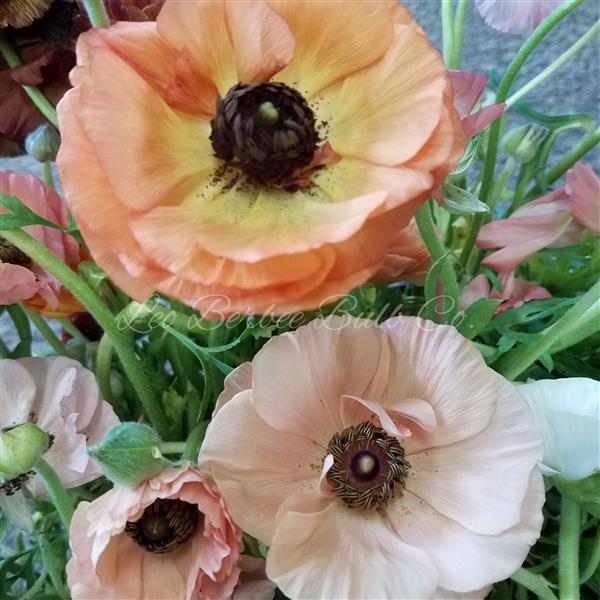 Ranunculus Tecolote Pastel
