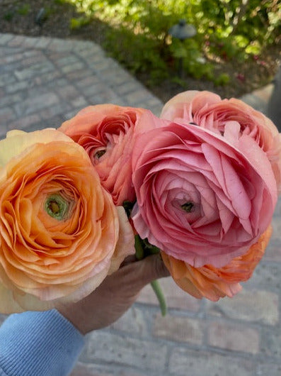 Ranunculus Half Clone Tango