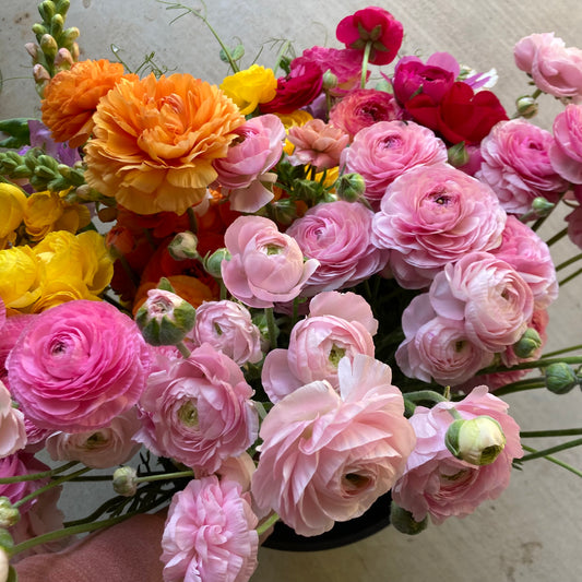 Ranunculus The Backyard Posy Mix