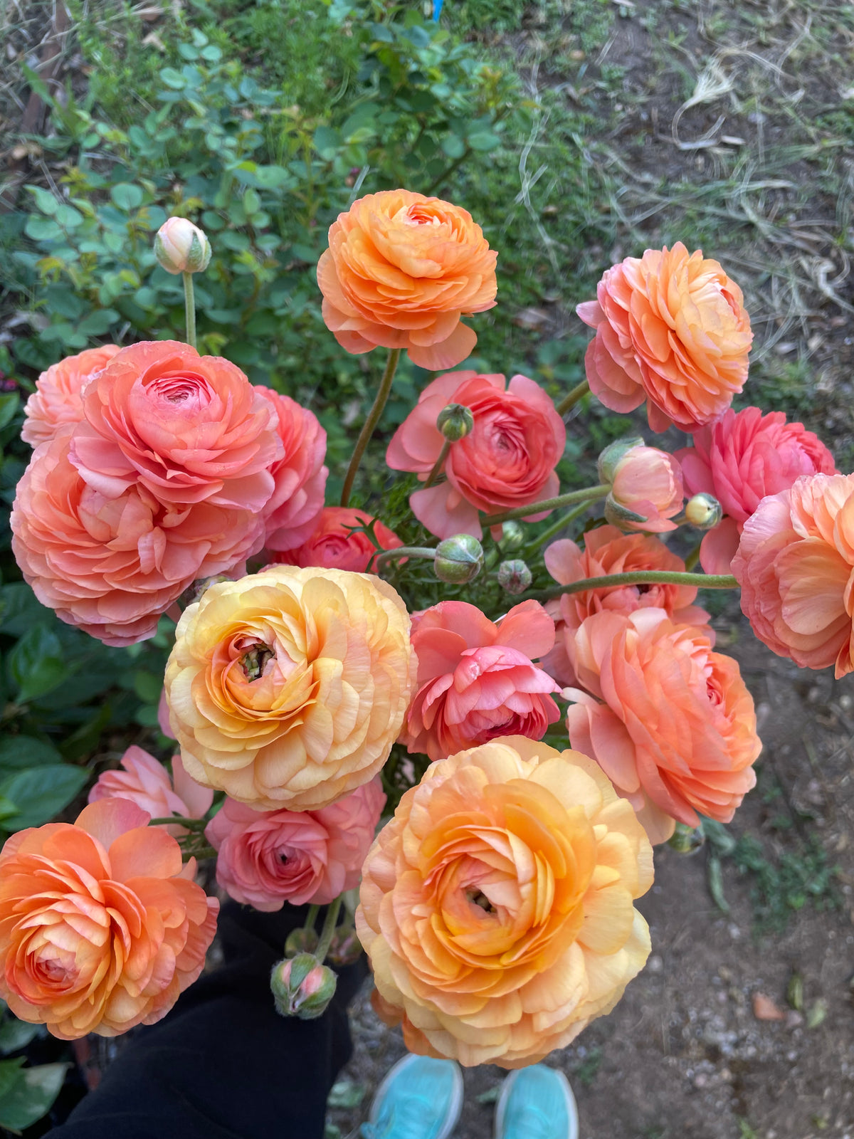 Ranunculus La Belle Champagne