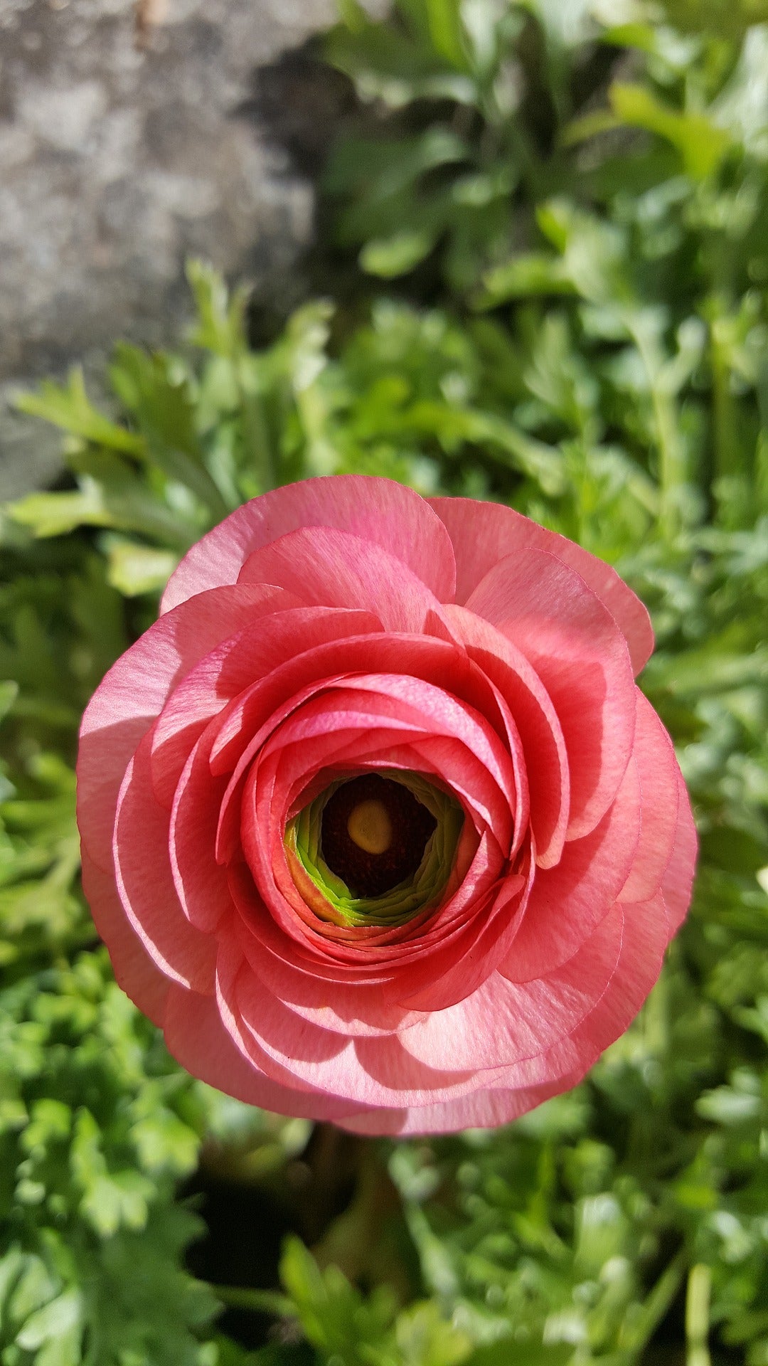 Ranunculus Tecolote Pink