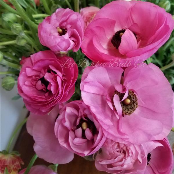 Ranunculus Tecolote Rose