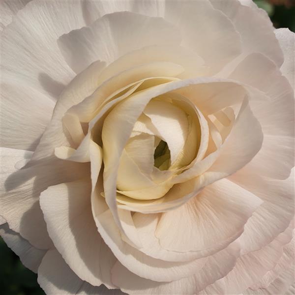 Ranunculus "The Pinks"