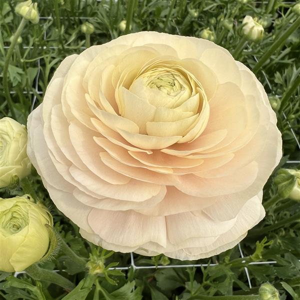 Ranunculus Half Clone Wedding Pastel