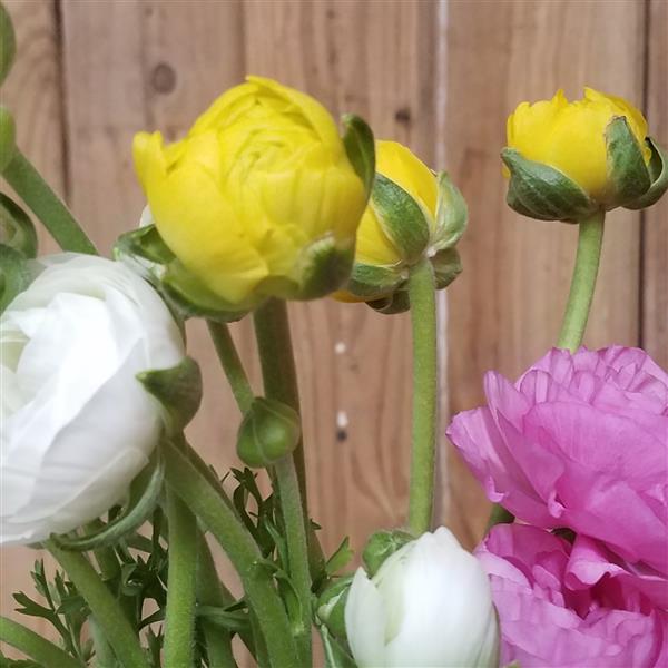 Ranunculus Tecolote Pastel