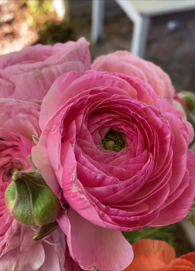 Ranunculus "The Pinks"