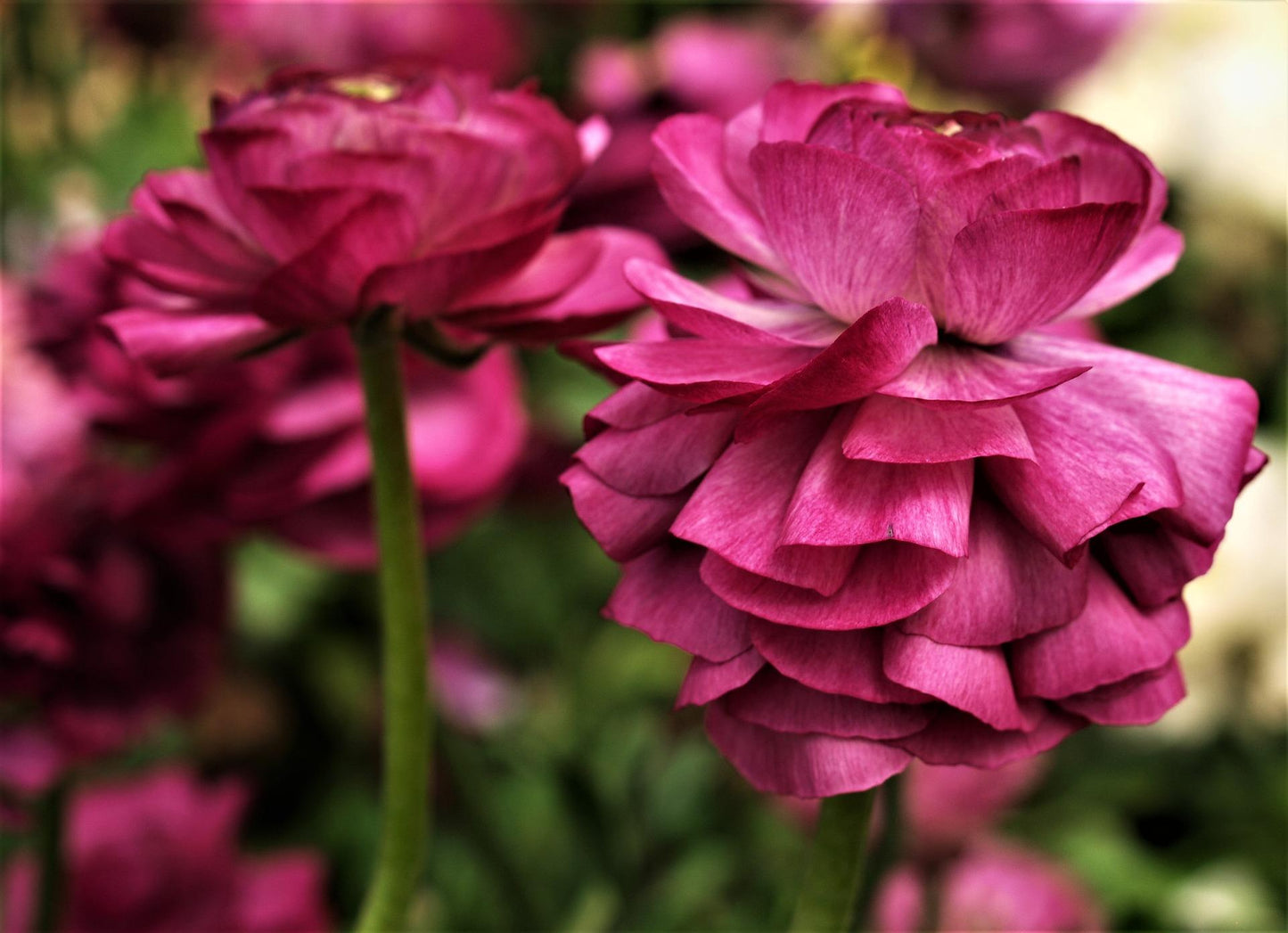 Ranunculus Tecolote Merlot